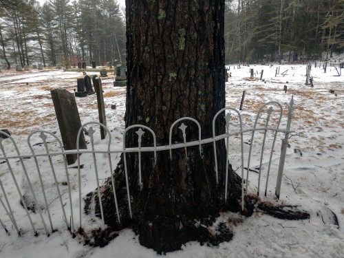 swforester:This old cemetery fence was partially eaten by a tree. It took hundreds of years.Orange M