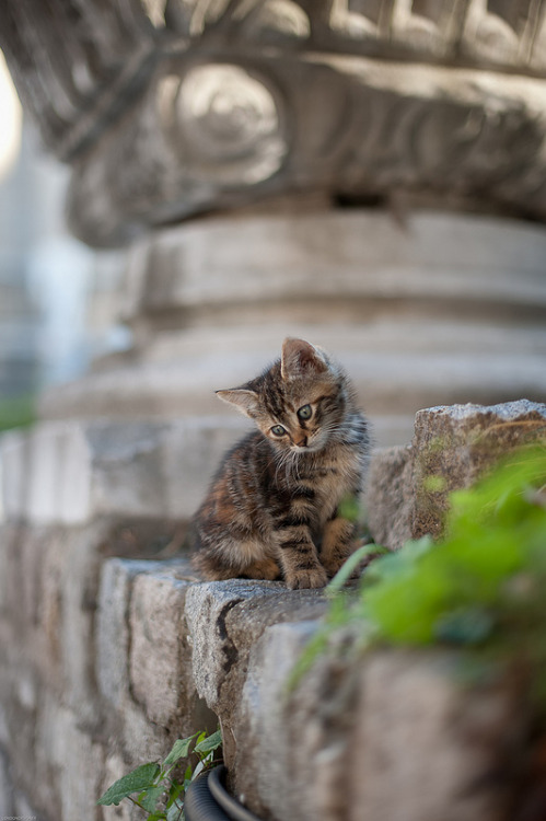 Cute Istanbul, Turkey Kitten by Paul Kitchener