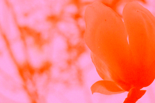 desertkiss:flowers at the san francisco botanical gardens that i spotted