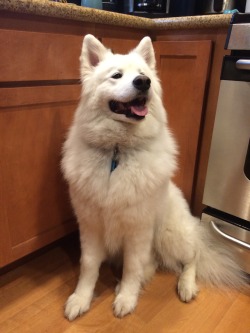 skookumthesamoyed:  Hey Skook, ready for