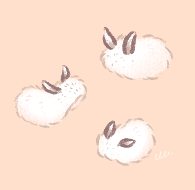 sea bunnies on Tumblr
