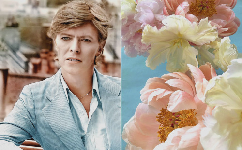 (1977)gallery tags (x)Bowie by Jean-Claude Deutsch colored by b0wie_colour