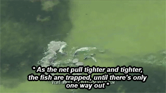 sizvideos:  Dolphins trick fish with mud “nets” - Video 