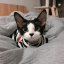 spikittinho