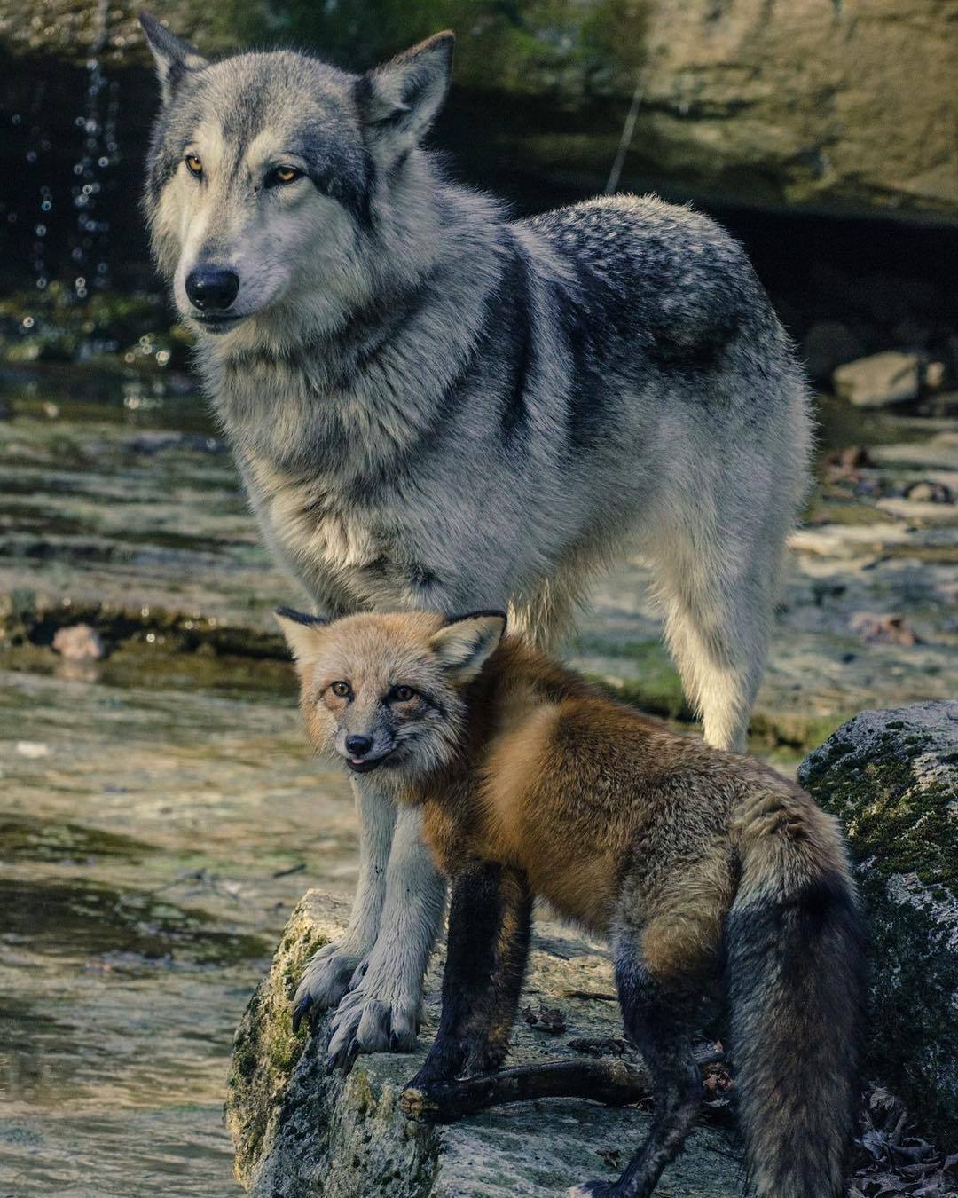 everythingfox: Wild good boys :D &lt;3