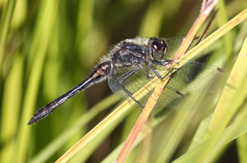 A dragonfly taking a break near a small pond in Skärholmen, Sweden.