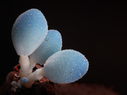Sixpenceee:  Leratiomyces Is A Genus Of Mushroom-Forming Basidiomycetes. The Blue