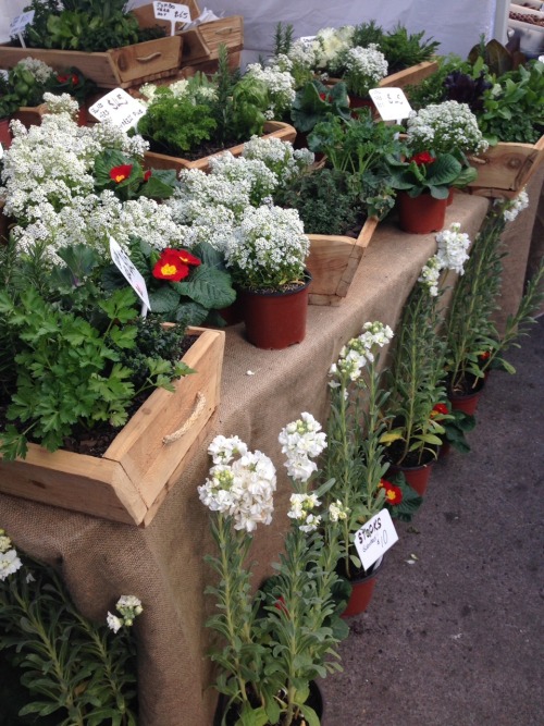 plantae-blog:  at eat street markets today 