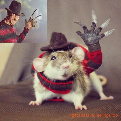 ONE….TWO…. TOUPEE’S COMING FOR YOU! ❣️ I love the film #NightmareOnElmStreet so I couldn’t resist dr