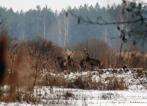abluegirl:  Chernobyl’s Wildlife Survivors When Mary Mycio tells people she visited the radioactive fallout zone around Chernobyl to study the region’s animals, the questions are always the same. Do the animals have two heads? Do they glow?  Actually,