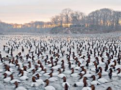 rhamphotheca:  Canvasback Ducks (Aythya valisineria), Maryland, USA Photo: Paul Bramble, Your Shot A private tidal pond in Maryland’s Chesapeake Bay hosts thousands of overwintering canvasback ducks, seen here gathered at dawn. &ldquo;Witnessing so