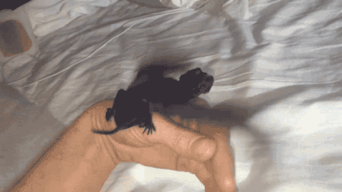 ideallyurs:  annabellioncourt:  gothiccharmschool:  gifsboom:  So You Think You Can Fly. [video]  Oh, precious baby bat!  That’s not a bat that’s a baby dragon.   @saintcita 💕