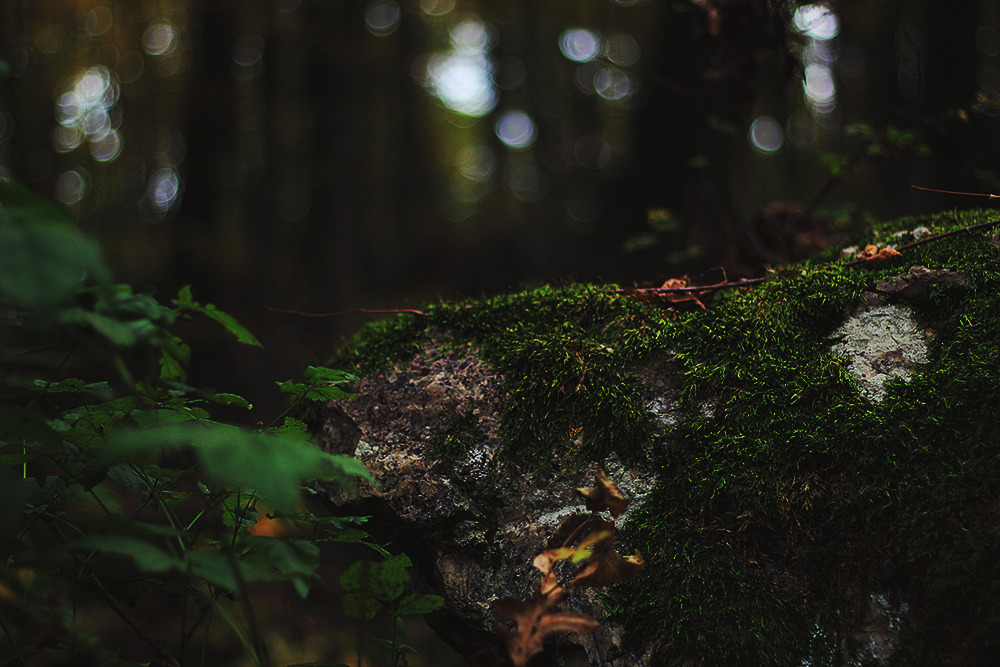 :  Where The Moss Lurks | GarettPhotography 