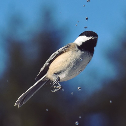 Chickadees drinking from icicles!
