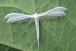 astronomy-to-zoology:  White Plume Moth  (Pterophorus pentadactyla) the white plume moth is a moth (obviously) of the family Pterophoroidea (plume moths) that can be found in parts of Europe. They are a fair sized moth with a wingspan of around 24-35 mm.