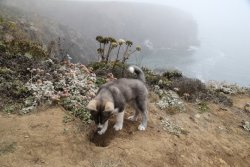 babyanimalgifs:  pupper enjoying adventuring