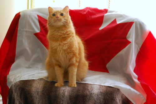 pabuthefirecat: Pabby Canada Day!