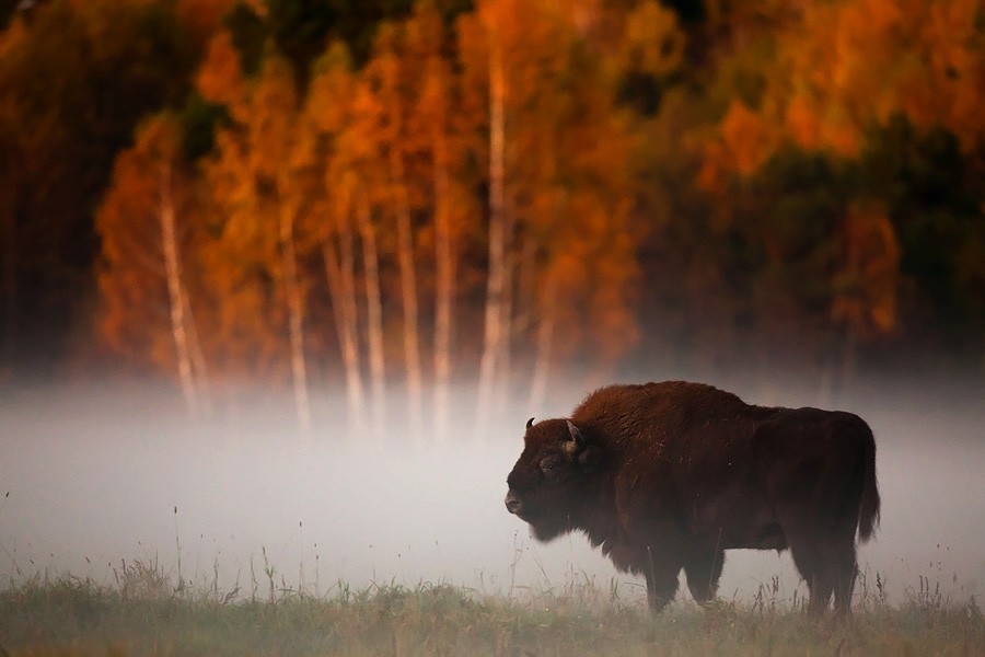 lamus-dworski:  Białowieża Forest - the ancient European forest, one of the last