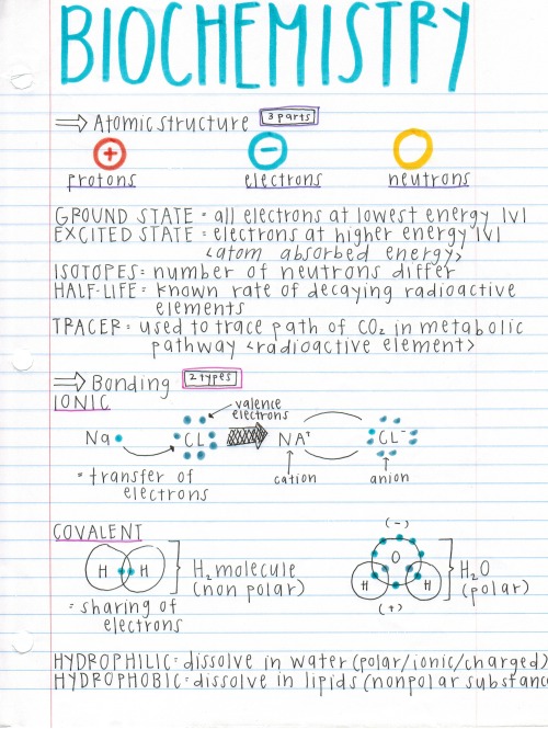 darwinsgirlfriend:  notes off the barron’s ap biology book, a more condensed form compared to my other notes. also a major throwback because i made these the summer before school even started wow i’m such a nerd. 