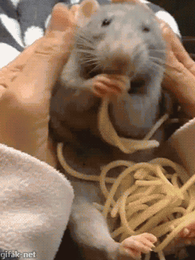 gifak-net:  video:   Cute Rat Nibbles on Spaghetti While Sitting in Girl’s Lap
