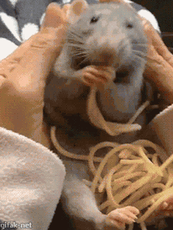 gifak-net:  video:   Cute Rat Nibbles on Spaghetti While Sitting