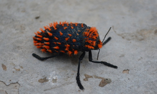 onenicebugperday:Brush jewel beetle, Julodis viridipes, BuprestidaeFound in South AfricaPhotos 1-2