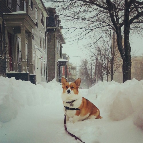 Huzzah! Our landlady had someone clear a path in front of our house and through the backyard. Mochi 