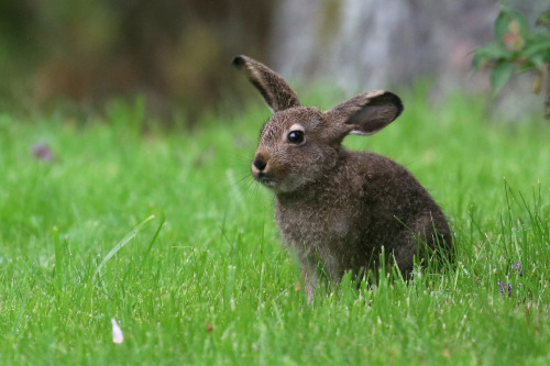 michaelnordeman:Mountain hare/skogshare.