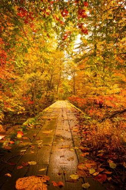 elegant-autumn:  octoberanytime:  🎃☕🌙  autumn blog all year round that follows back☾☯✿ 