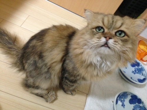 catsbeaversandducks:  Japan’s Version Of Grumpy Cat Is A Cat Who Looks Like He’s Permanently Disappointed In You. (he’s not angry, he’s just, you know, disappointed…) All the cuteness via BuzzFeed 