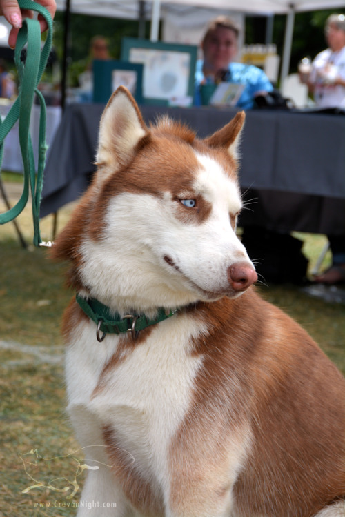 I heard an inspiring story about this beautiful husky with a mohawk. When he first came into the car