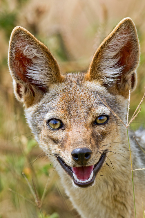 fuckyeahjackals:Tanzania ‘12_3105 by Jimmy Vangenechten