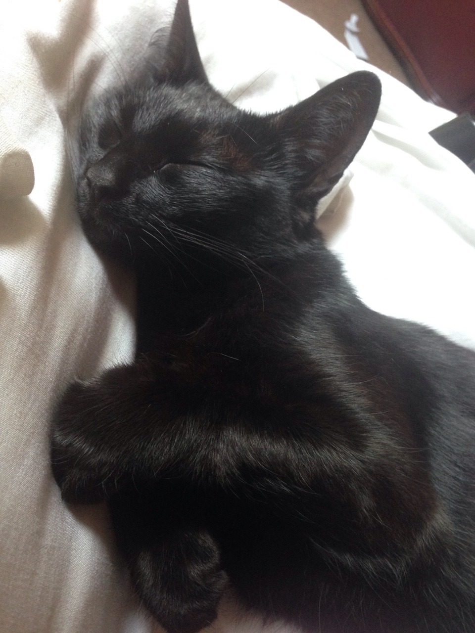 weed-lover96:  My cat is an angel when she’s asleep 👼💞