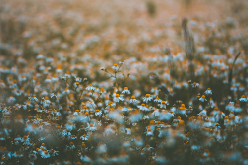  Ein Kamillenfeld irgendwo am Rande eines Dorfes.[A chamomile field somewhere at the edge of a villa