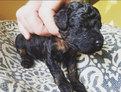 glumshoe:glumshoe:glumshoe:Hhhhhhhhh my little itty baby dog whomst I already love
