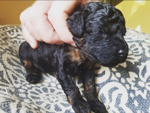 glumshoe:glumshoe:glumshoe:Hhhhhhhhh my little itty baby dog whomst I already love