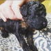 glumshoe:glumshoe:glumshoe:Hhhhhhhhh my little itty baby dog whomst I already love