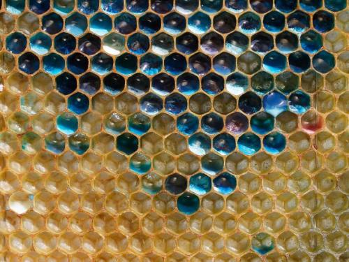 thegeekyblonde:geneticist:Candy-eating French Bees - Bees in France eating sugar from a nearby M&