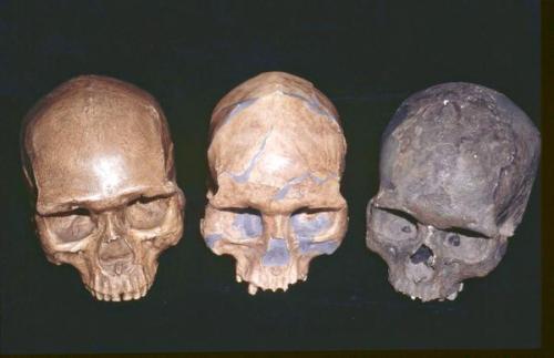 theolduvaigorge:“Replicas of crania (left to right) Upper Cave China 101+103, Mladec 1 Czech Republi