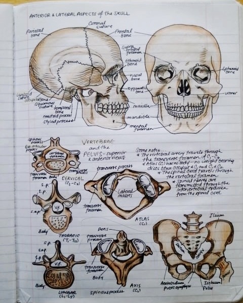 telencefalon:  Anatomy &amp; Physiology Notebook. A few pages from my anatomy