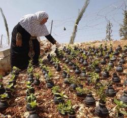 i-sell-my-dreams:  Una mujer palestina usa las bombas de gas lanzadas por el ejército israelí para hacer crecer plantas en ellas.  De lo negativo podemos sacar cosas positivas. 
