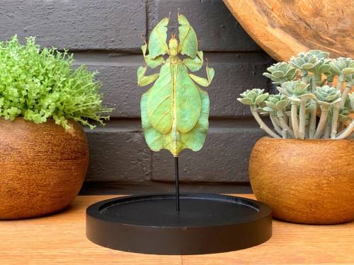 Phyllium Pulchrifolium leaf insect in bell jar // WorldofwondersDeco