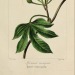 mossyredwood:Herbier général de l'amateur adult photos