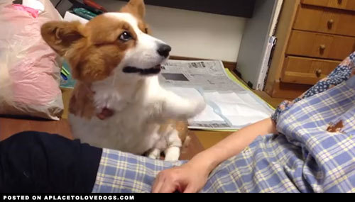aplacetolovedogs:  Adorable Corgi Haru Asks For More Pets | Video  Adorable Corgi
