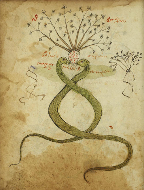 At first I thought this might be depicting fennel, because Pliny the Elder wrote about snakes needin