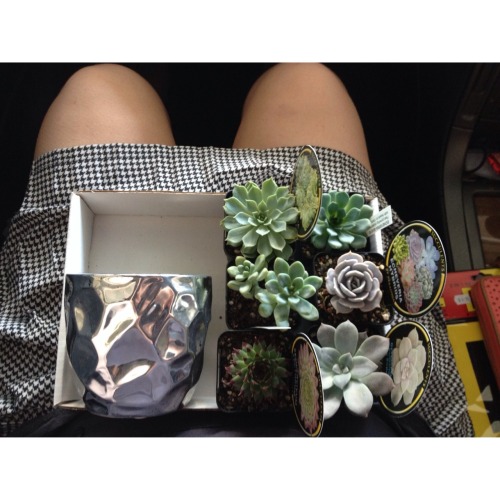 gypsums:  pale/glow 