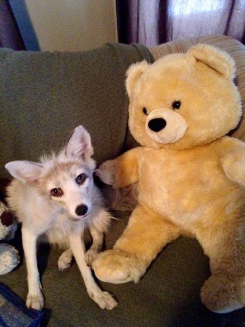 Ghostie loves her bear! 