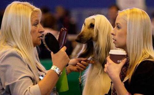 XXX The greatest photo ever taken at a Dog Show? photo