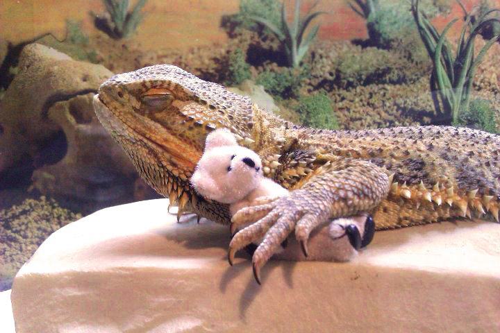 catsbeaversandducks:  Meet Pringle: The Little Lizard with a Big Personality Photos