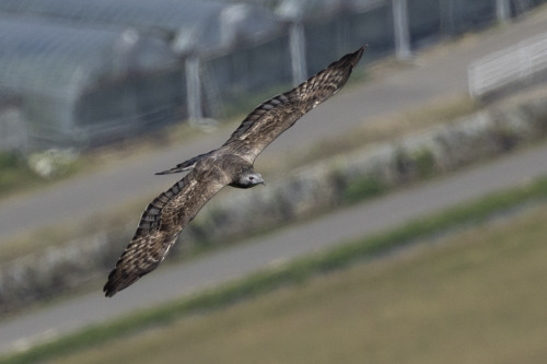 ハチクマ（Honey Buzzard）